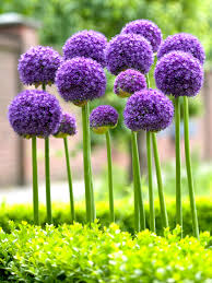 Allium Gladiator (Zierlauch) kaufen | DutchGrown™