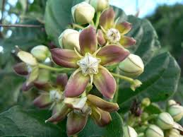 Image result for Mondia ecornuta