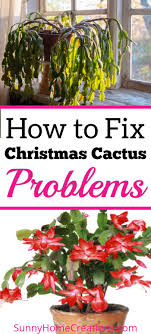And not to replant too often. Christmas Cactus Problems And How To Fix Them Christmas Cactus Care Christmas Cactus Plant Christmas Cactus
