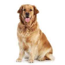 Image result for zlatý retrívr