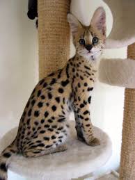 This means that their diet consists mostly of meat. Serval Serval Kitten Wild Cats Savannah Kitten