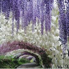 Japan S Wisteria Tunnel Is The New Go To Flower Destination Japan Travel Wisteria Tunnel Kitakyushu