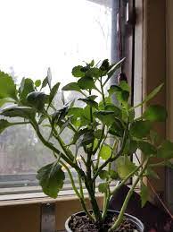 What Can I Do To Help This Poor Leggy Kalanchoe Houseplants