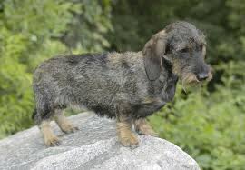 Image result for jezevčík drsnosrstý