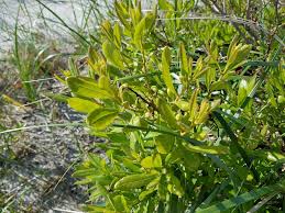 Image result for Myrica pilulifera