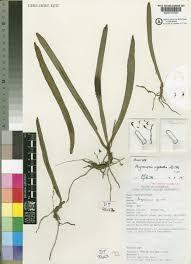 Image result for Angraecopsis gracillima