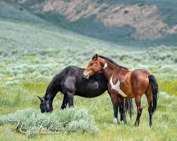 Wild Mustang Wizard Beautiful Horses Wild Horses Photography Pretty Horses