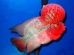 Semakin tinggi aquarium, semakin bagus untuk ikan louhan. Ini Dia Pakan Pelet Ikan Louhan Yang Bagus Untuk Pertumbuhan Dan Warna Ikan Ikan Tropis Warna