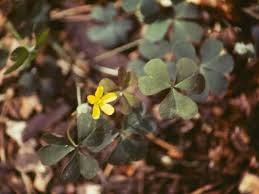 Image result for Oxalis oligotricha
