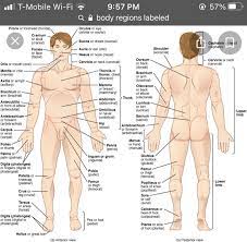 Pin On Anatomy 210