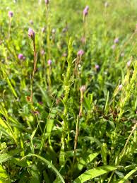 Image result for Striga asiatica