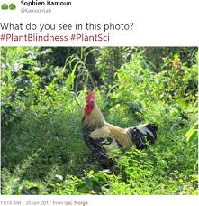 Tropical fowl mite, ornithonyssus bursa (berlese) (arachnida: Overcoming Plant Blindness In Science Education And Society Jose 2019 Plants People Planet Wiley Online Library