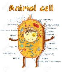 If any organelle stops doing its function, the entire cell will die. Cartoon Vector Illustration Of Structure Of Animal Cell Illustration Showing The Animal Cell Anatomy Royalty Free Cliparts Vectors And Stock Illustration Image 66680284