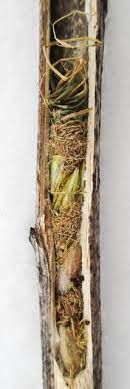 Plan your treatment for after sunset. Meet The Grass Carrying Wasp A Gentle Pollinator Of Summer Flowers