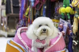 Great sites have dog pet shops near me are listed here. Pet Shop Owner S Duties Obligations Indiafilings