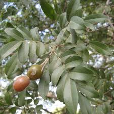 Image result for Xanthocercis zambesiaca