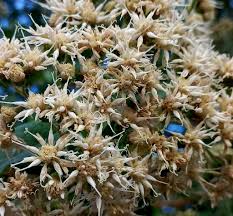 Image result for Vernonia longipedunculata