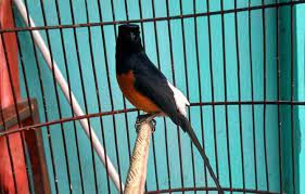 16 Jenis Burung Murai Batu Terpopuler Di Indonesia Dan Mancanegara Binatang Burung Jenis