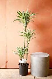 Image result for dracaena