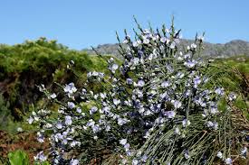 Image result for Psoralea glabra