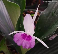 Image result for Kaempferia