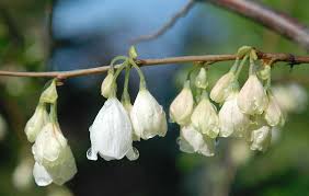Ośnieża karolińska (Halesia carolina) - Made in Forest