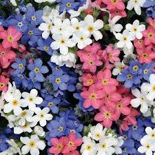 Forget me not flowers pink. Forget Me Not Seeds Mixed Colors Flower Seeds In Packets Bulk Eden Brothers Forget Me Nots Flowers Flower Seeds Forget Me Not Seeds