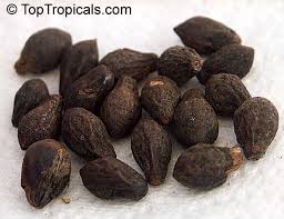 Image result for Grewia microthyrsa