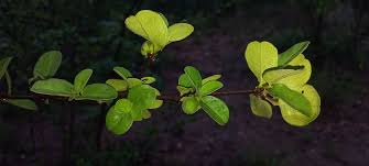 Image result for Cassipourea mollis