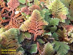 Image result for Azolla pinnata