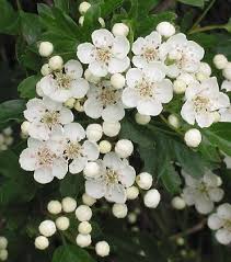 Image result for Huaceae