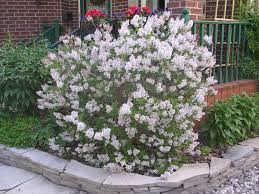 From the online pic, i expected it to be at least somewhat larger. Pin On Shrubs That We Love And Use