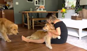 Ups is open for business: Pet Transport Services United Freight Transport