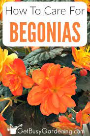 Begonia Plant Care How To Grow Care For Begonias Flower Pots Outdoor Begonia Plant Care