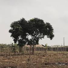 Image result for Dialium guineense