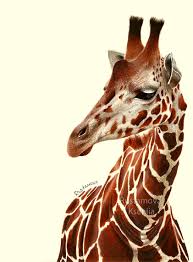 In this lesson we will learn how to draw a giraffe in #2 pencil, step by step. Color Pencil Drawing Giraffe On Behance