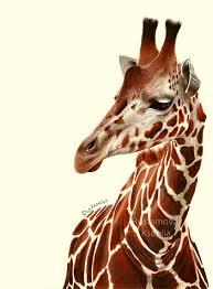 Draw small spots on the head, neck and fingers and big spots on the torso, tail. Color Pencil Drawing Giraffe On Behance
