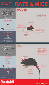 What S The Difference Between A Rat Mouse Rentokil