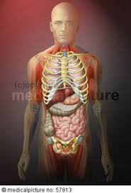 Systems of man body and organs. Anatomic Illustrations Thoracic Abdominal Pelvic Organs With Ribcage Doccheck