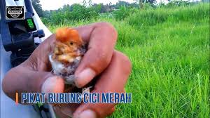 Entdecke rezepte, einrichtungsideen, stilinterpretationen und andere ideen zum ausprobieren. Download Video Suara Burung Cici Merah Betina Mp3 Mp4 3gp Flv Download Lagu Mp3 Gratis