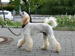 10 Haircuts For Poodles With Styles And Pictures