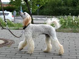 10 haircuts for poodles with styles and pictures