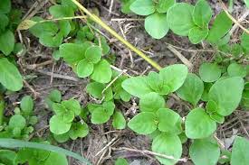 Image result for Dyschoriste radicans