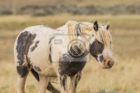 Check out our mustang pferd selection for the very best in unique or custom, handmade pieces from our shops. Wildes Mustang Pferd Fototapete Fototapeten Beifuss Mustang Wyoming Myloview De