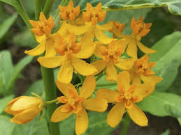 Asclepias Curassavica Silky Gold Golden Butterflyweed World Of Flowering Plants Asclepias Plants Planting Flowers