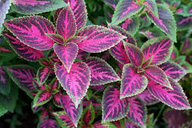 Image result for Coleus