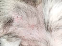 Image result for what do Mallophaga look like in dog fur