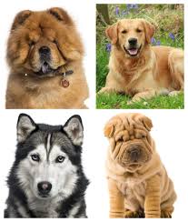 Neastâmpăraţi, drăgălaşi, câinii de talie mică sau foarte mică sunt populari în rândul iubitorilor de animale pentru că sunt companioni extraordinar de prietenoşi, care adoră să fie răsfăţaţi şi alintaţi. Rase De Caini Archives Oana Roxana