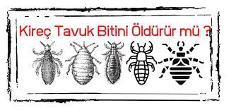 tavuk bitine karsi kirec kullanimi tavuk kumes tavuk kumesleri
