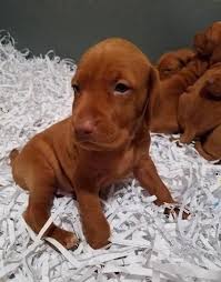 Akc's core breeders have the power to influence, guide, and teach future breeders, exhibitors, and all purebred dog owners. Vizsla Puppy For Sale Adoption Rescue For Sale In North Dighton Massachusetts Classified Americanlisted Com